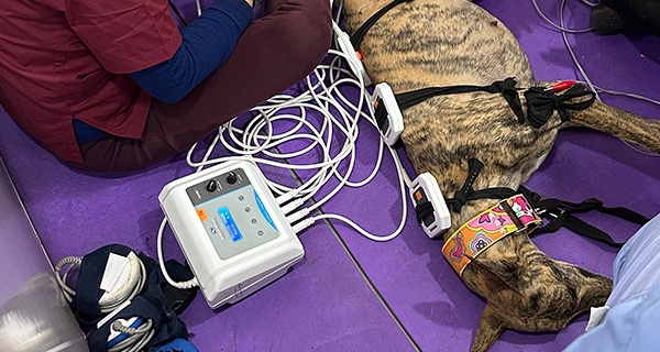 Equipos de fisioterapia veterinaria
